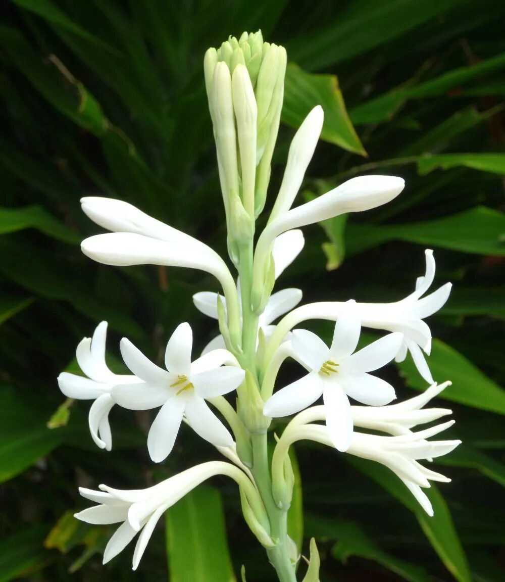 Tuberose. Полиантес Тубероза Перл. Тубероза (Polianthes tuberosa). Тубероза Жемчужина. Мексиканская Тубероза.