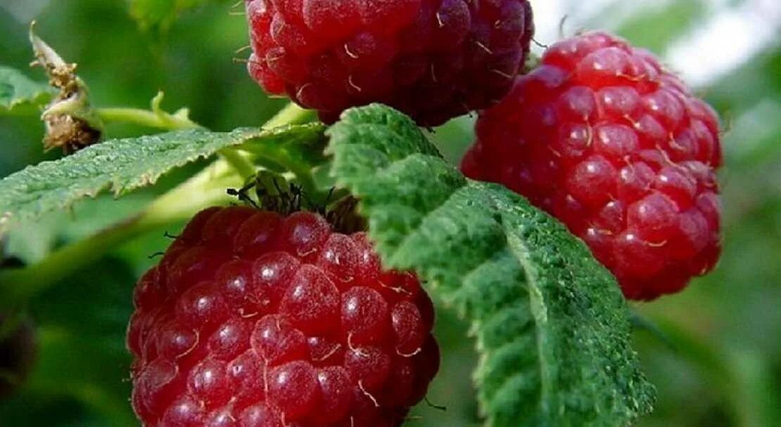 Сорт ремонтантной малины полька. Малина каскад делайт. Малина элизабет. Малина полукустарник. Малина rubus idaeus.