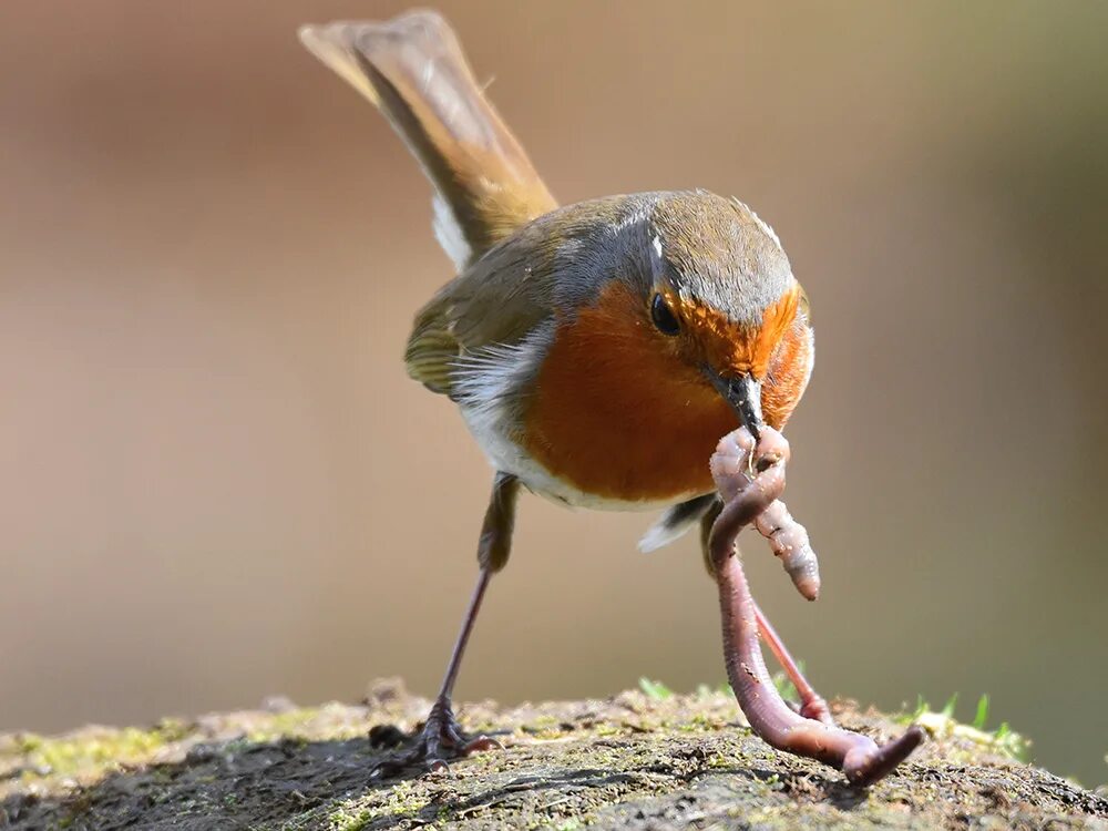 Птица ест дождевого червя. Птица едящая только червяков. Птицы едят червяков. Птица ест червяка. Птица и червяк.