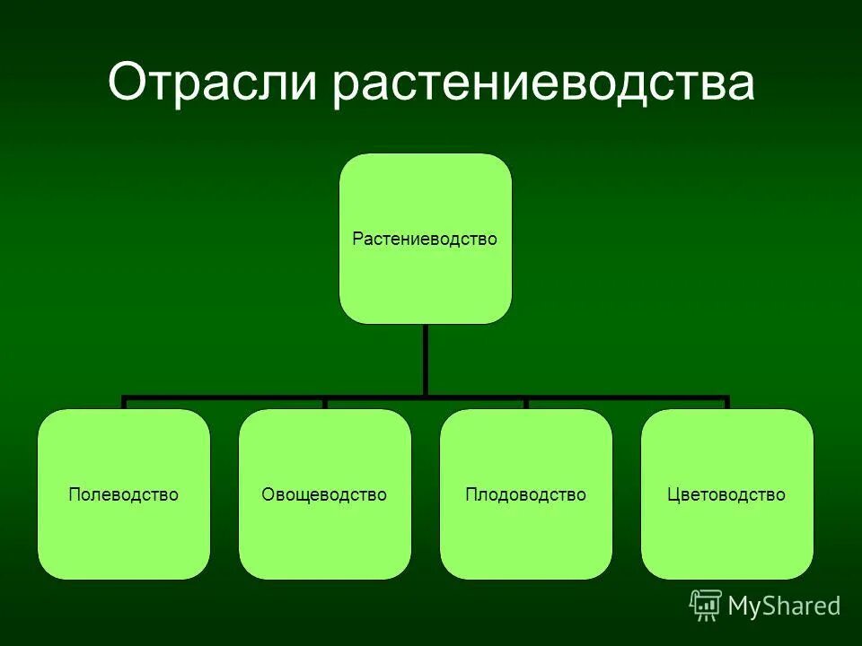 Отрасль овощеводства