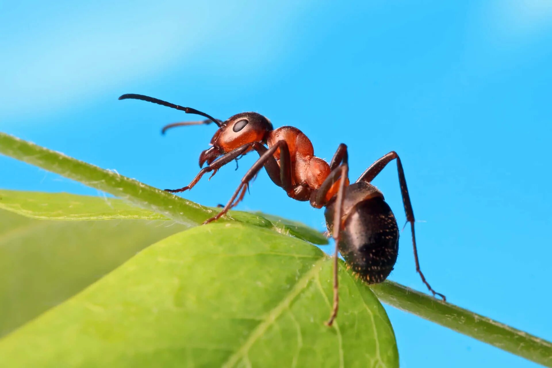 Use ant