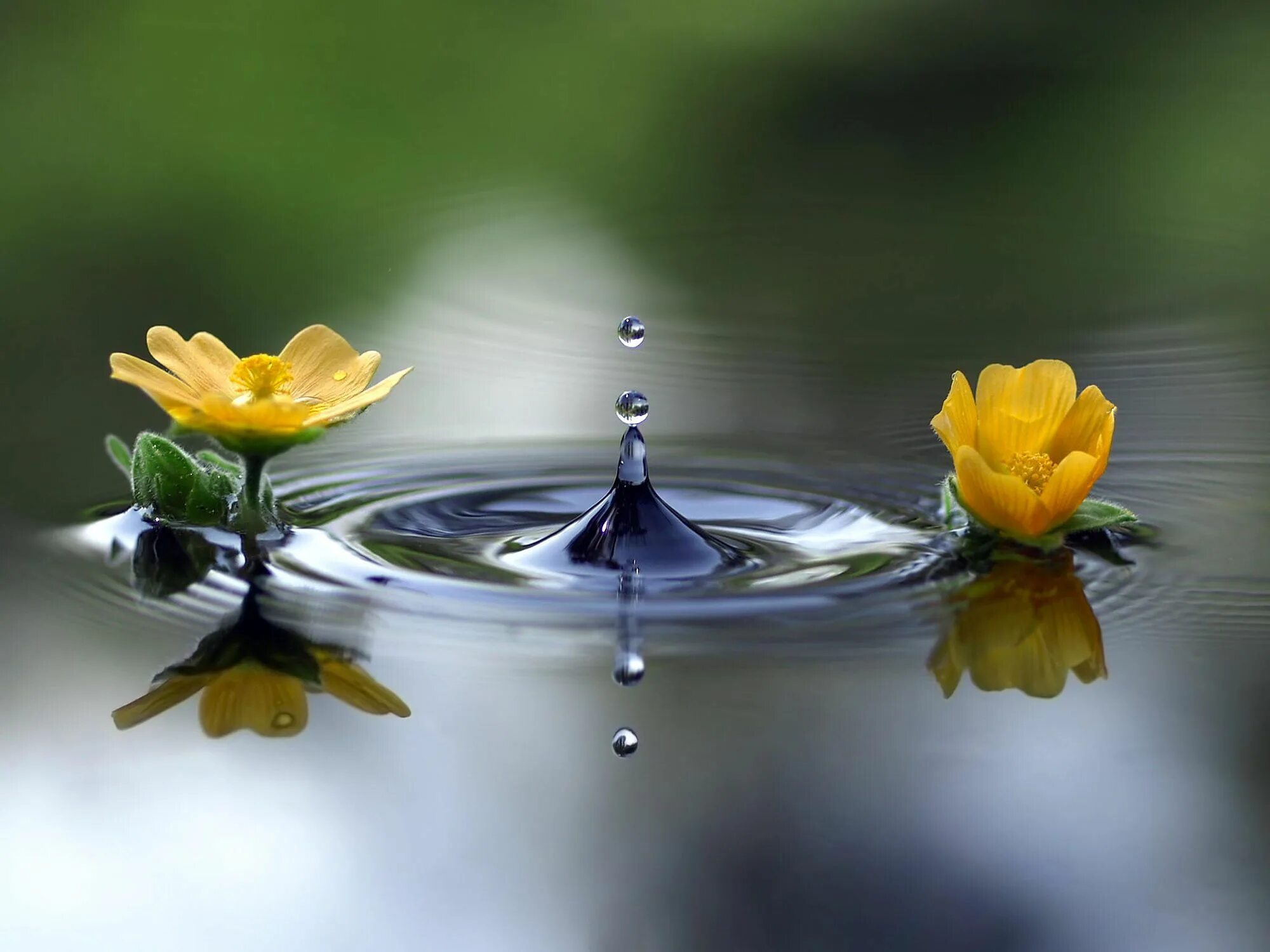 Отражение в воде. Цветы отражение в воде. Цветы отражаются в воде. Цветы на воде. Вода цветы красиво