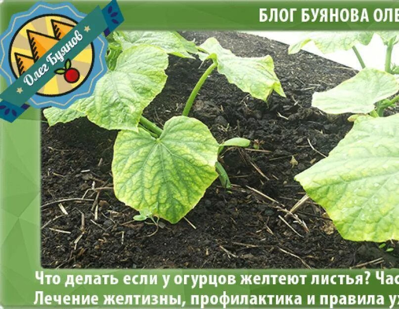 Рассада огурцов края листьев желтеют что делать. Листья огурцов. огурцы желтеют листья. пожелтение листочков у огуречной рассады. желтеют листья у рассады огурцов.