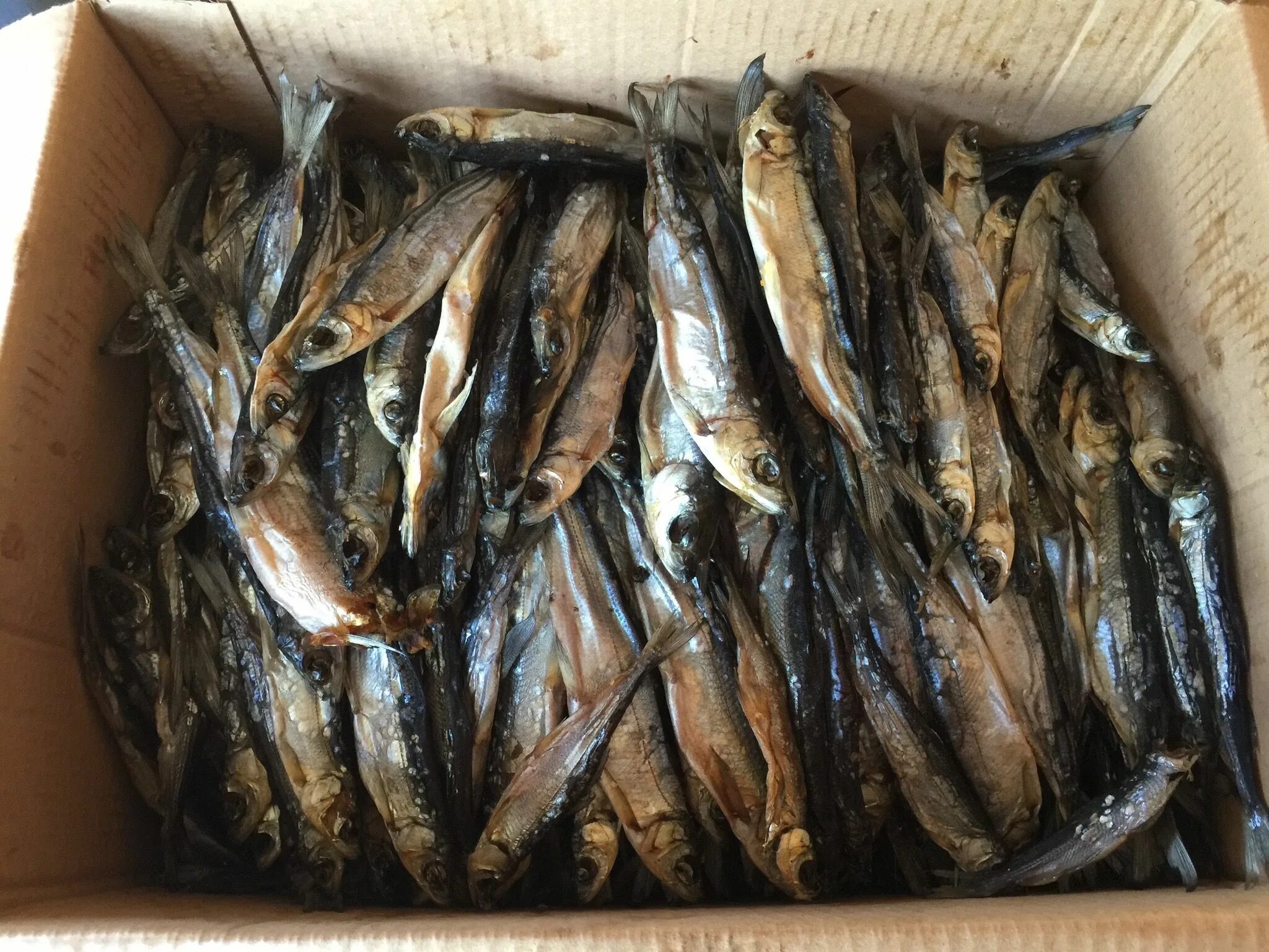 Ряпушка карельская. Рыба зельдь печорская википедия. Зельдь печорская фото рыба. Зельдь и ряпушка. Игорь цыганов ряпушка.