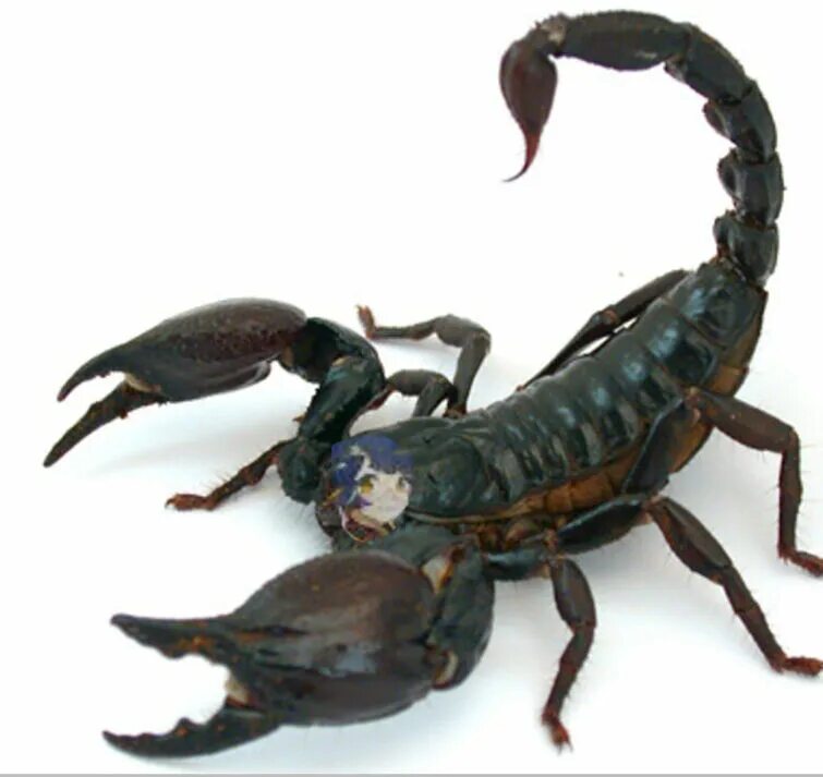Heterometrus swammerdami. Гигантский скорпион. Heterometrus swammerdami. Гигантский скорпион (heterometrus spinifer). Самый большой скорпион.