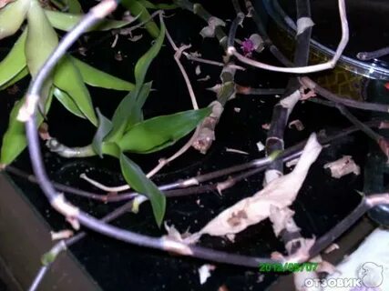 Золотой ус при онкологии