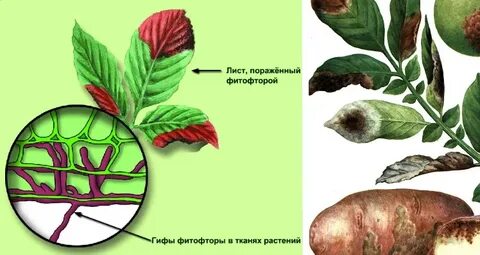 Какие растения поражаются фитофторой