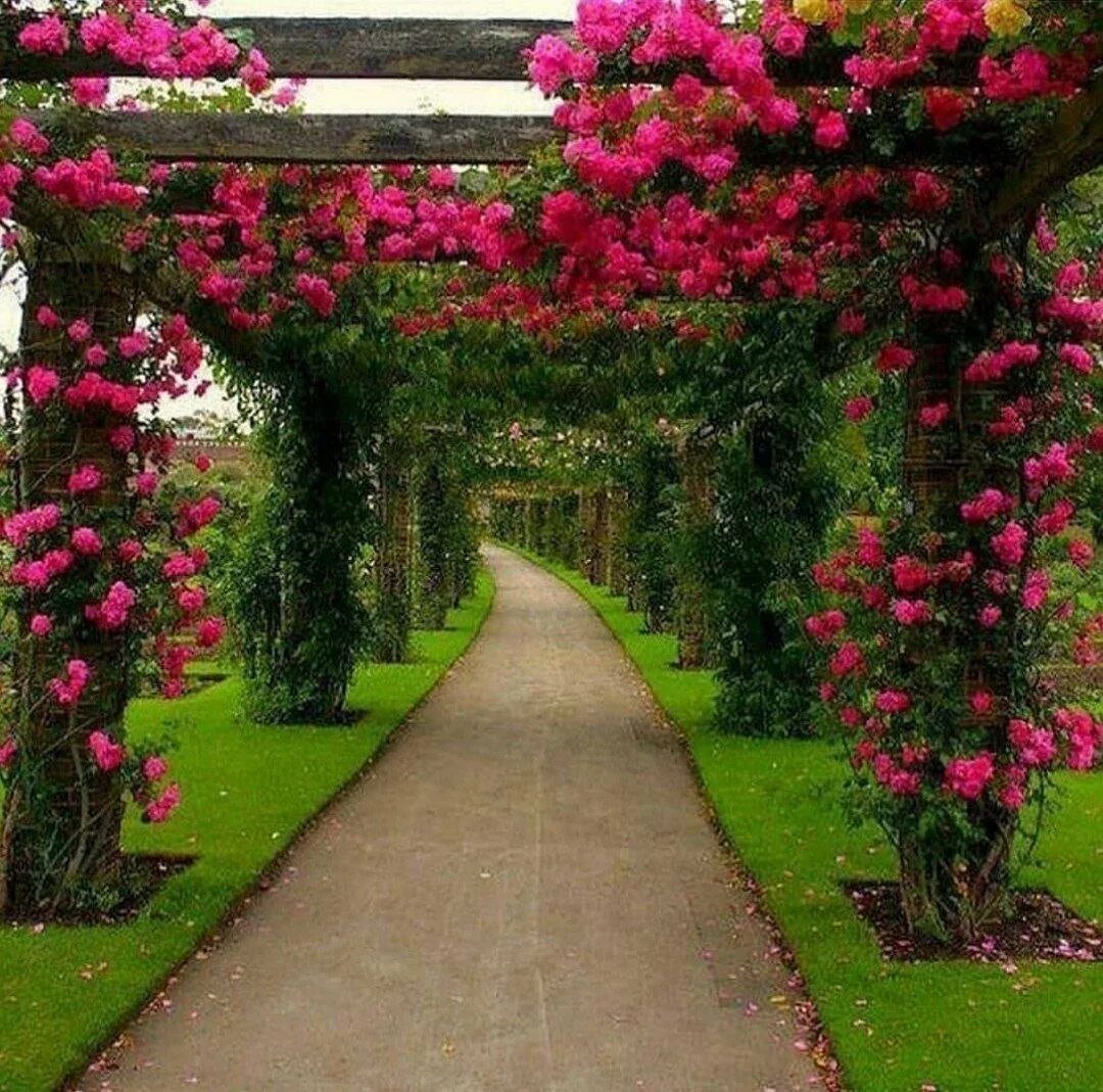 Садовый гид розы. Красивый сад. Цветущий сад. Цветы в саду. Сад цветов.