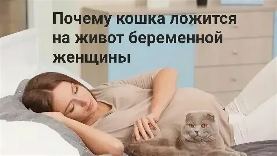 Котик на животе девушки. Почему кошка ложится на беременную. Кошка лежит на животе. Котята на животике беременной. Кот прыгнул на живот.