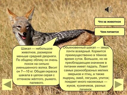 Каким словом называют азиатского шакала