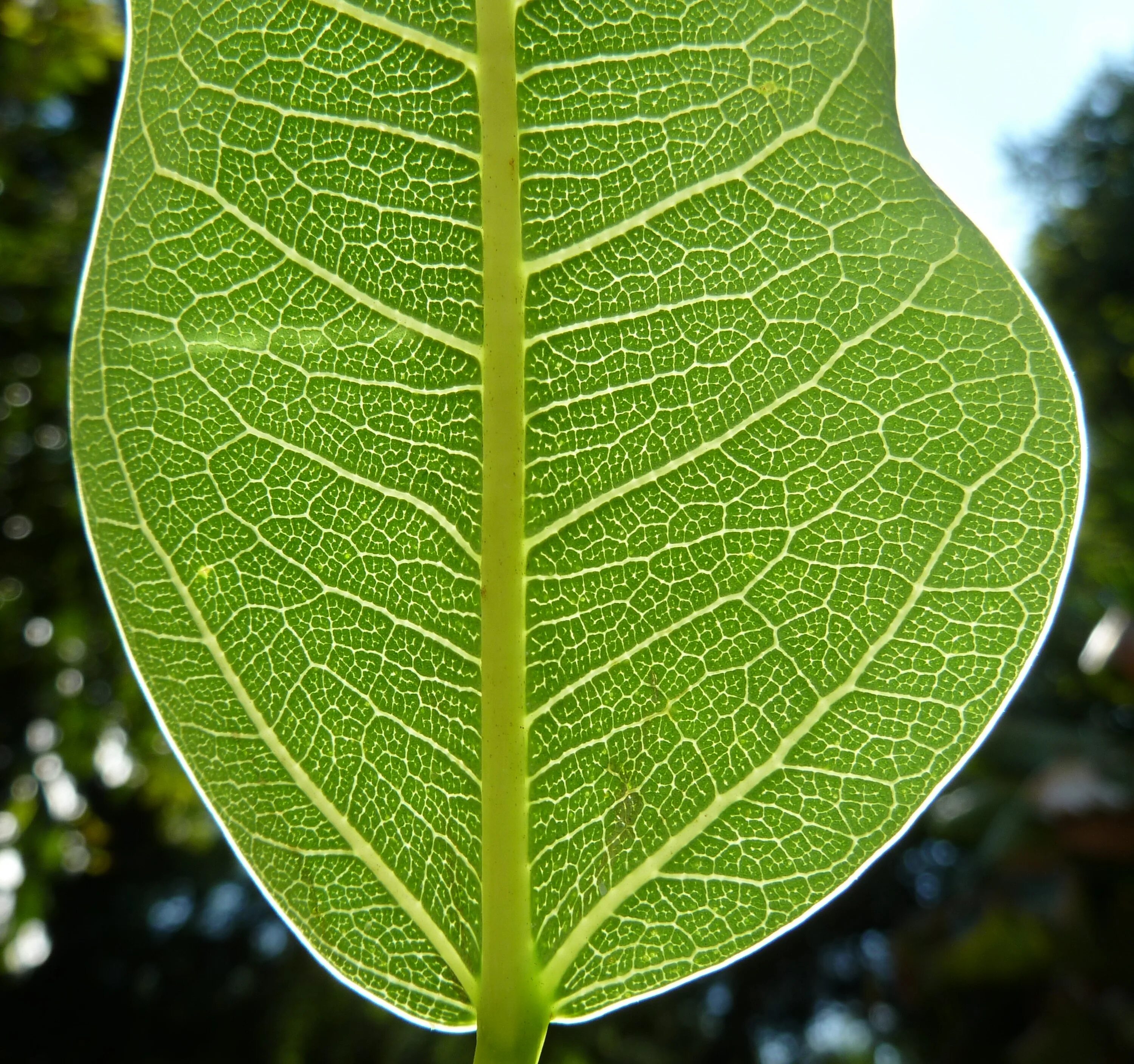 Фикус salicifolia. Фикус salicifolia (Салицифолия). Жилкование фикуса. Листок фикуса. Лист фикуса лечение