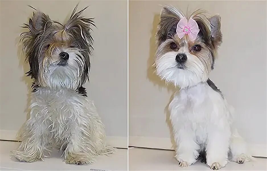 Резиновые игрушки для собак. Порода бишон фризе. Собака пижон. Пижон собака. Пижон собака.