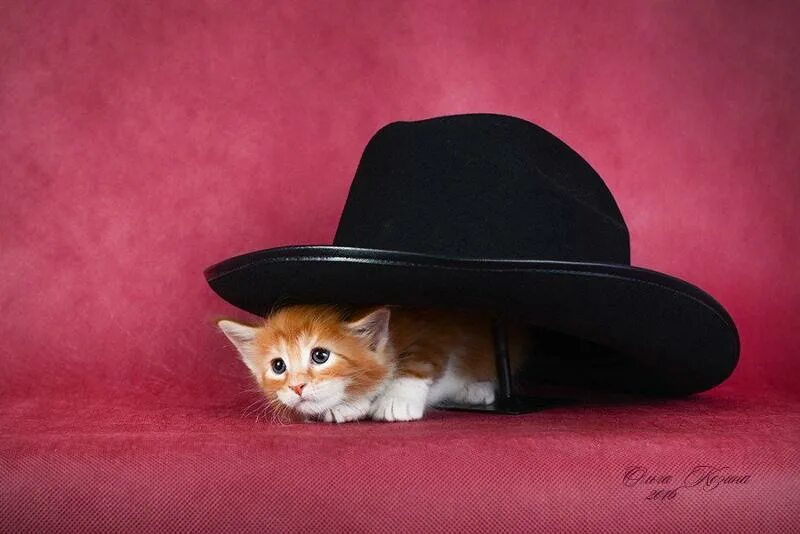 кот в шляпе. кошка в шляпке. котенок под шляпой. кот под шляпой. картинки с добрым утром прикольные.