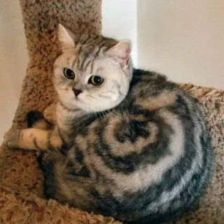 Кот мак