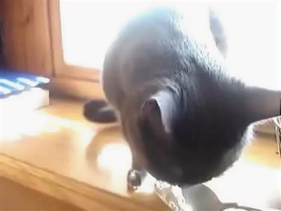 Пылесос издает странные звуки. Коты издают странные звуки. котенок издает странные звуки. ням кот говорит. кошка издает странные звуки похожие на кряканье.
