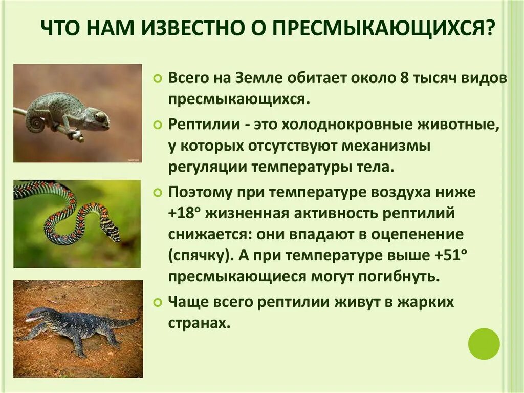 Пресмыкающихся называют наземными животными так как они. Происхождение пресмыкающихся. класс пресмыкающихся. проект про пресмыкающихся. пресмыкающихся рептилий.