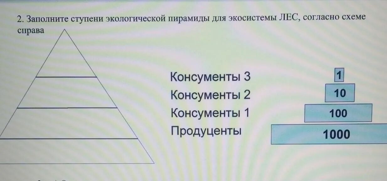 Выделяют экологические пирамиды чисел полового состава. Экологическая пирамида элтона. экологические пирамиды чисел биомассы энергии. понятие экологической пирамиды. типы экологических пирамид.