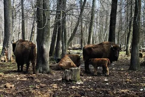 Кто обитает в приокско террасном заповеднике