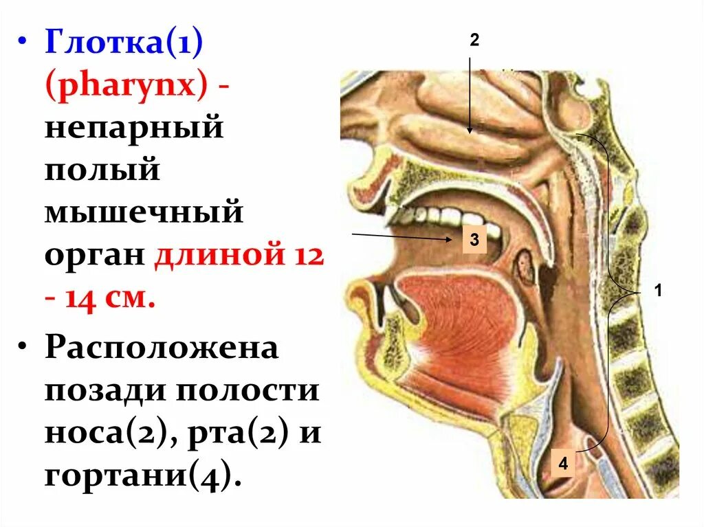 Глотка органы пищеварения. Носовая и ротовая полость. Ротовая полость и гортань.