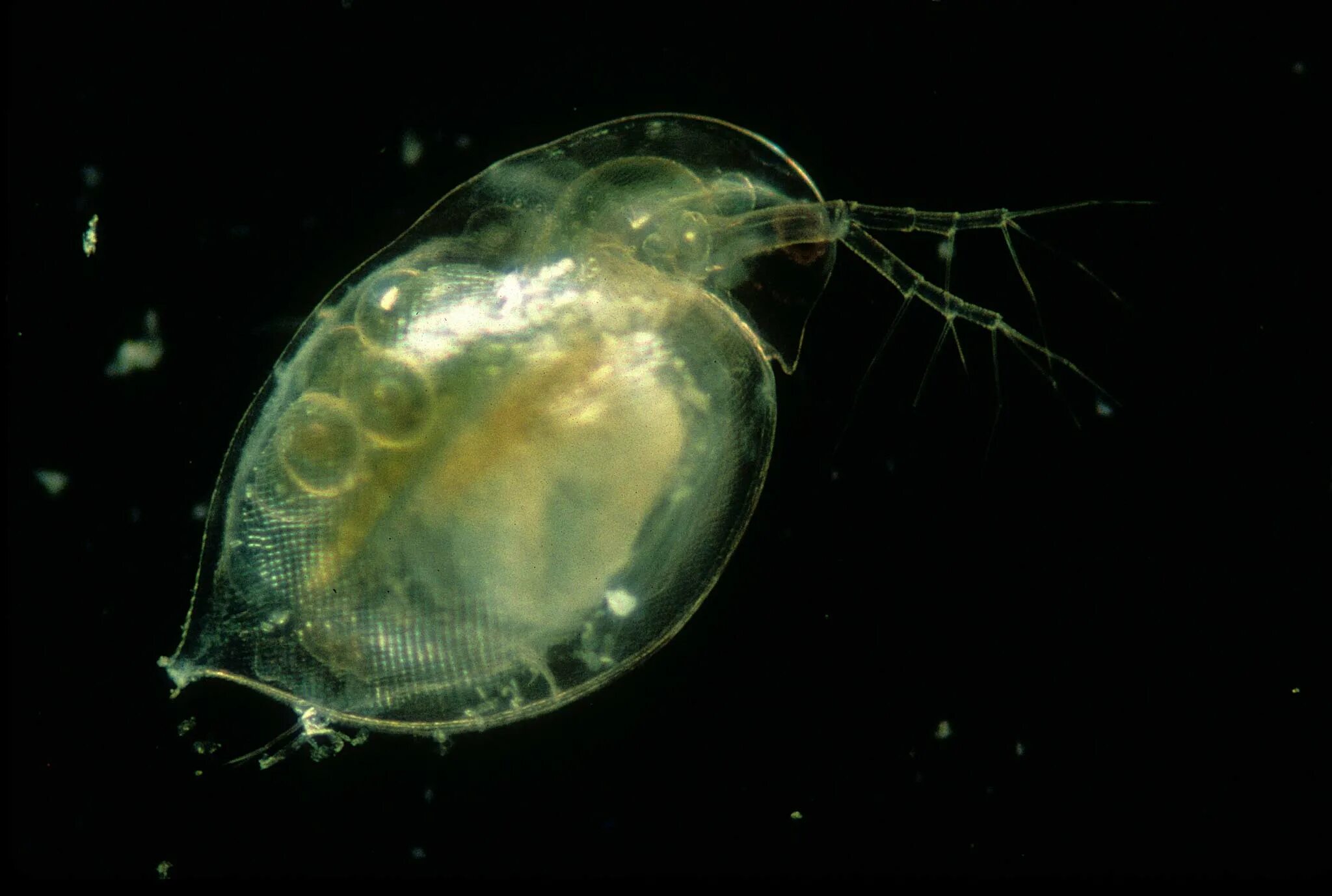 Daphnia pulex. Дафния обыкновенная. Самка дафнии. Дафния Кристата.