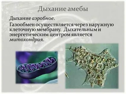 Дыхание амебы происходит