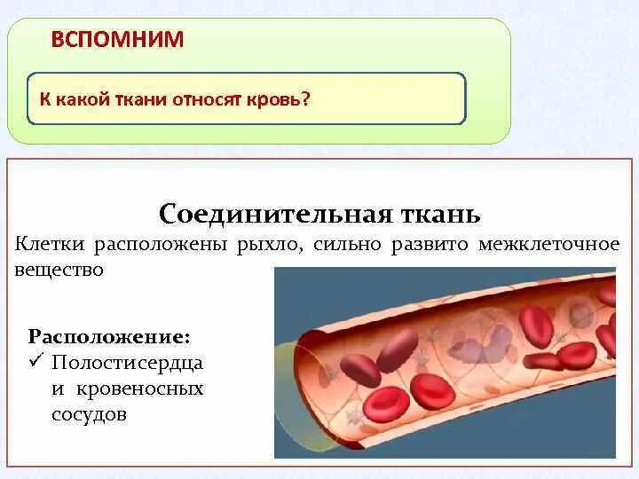 Почему кровь относится к тканям