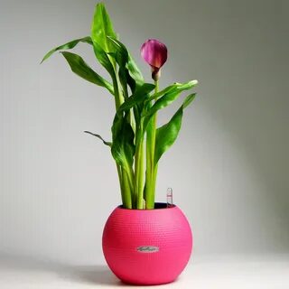 Искусственная кала