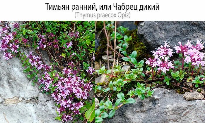 Польза тимьяна для человека. Чем полезен тимьян для человека. Чабрец лекарственное растение. "чабрец байкальский". Трава чабрец польза для организма человека.
