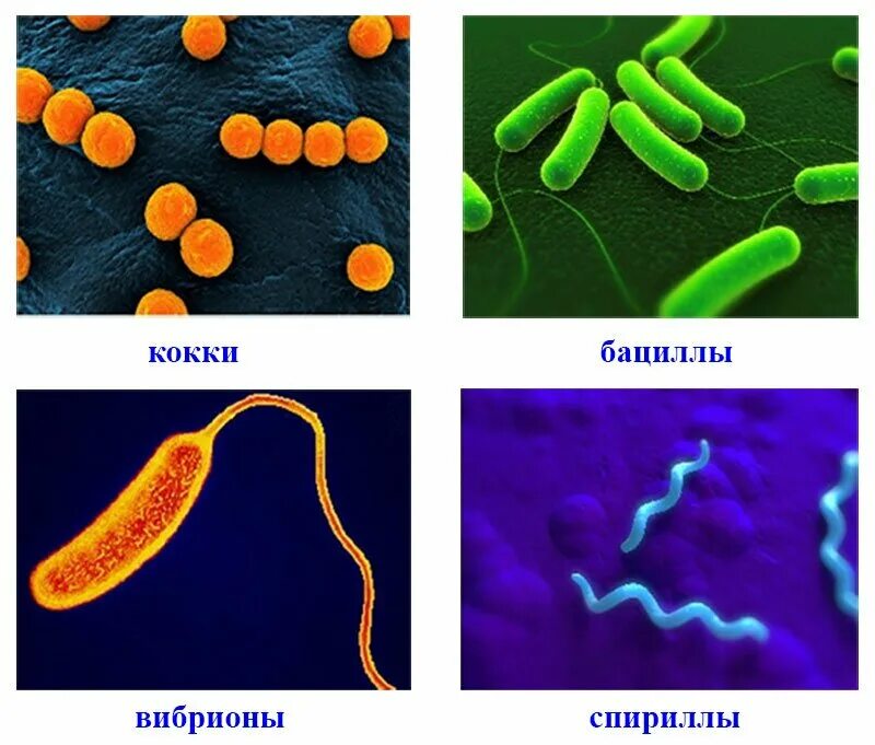Вибрионы стафилококки бациллы спириллы. Кокки бациллы вибрионы спириллы. Кокки спириллы вибрионы палочки. Бактерии кокки бациллы вибрионы спириллы.