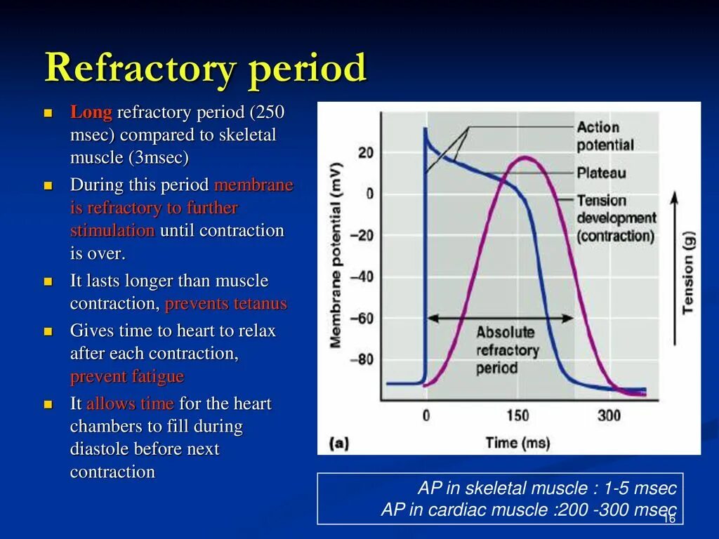 Рефрактерный период. Absolute Refractory period. The Refractory period Heart. Рефрактерный период потенциала действия.