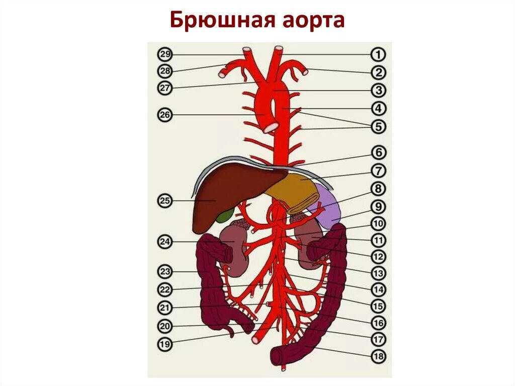 3 брюшная аорта. Брюшной отдел аорты анатомия. ветви брюшной части аорты схема. брюшная аорта анатомия схема. сосуды брюшной аорты схема.