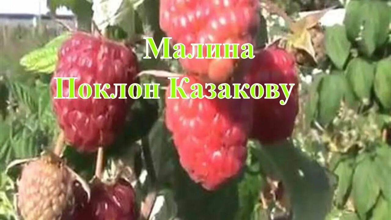 Малина ремонтантная поклон Казакову. Ремонтантная малина Казакова. Малина Изобильная Казакова.