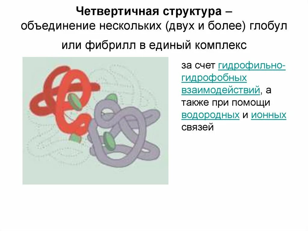 Типы связей четвертичной структуры белков. Глобула это структура белка. Несколько глобул структура. Четвертичная структура белка хим связи. Несколько глобул структура.