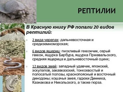 Почему рептилии активны только в теплую