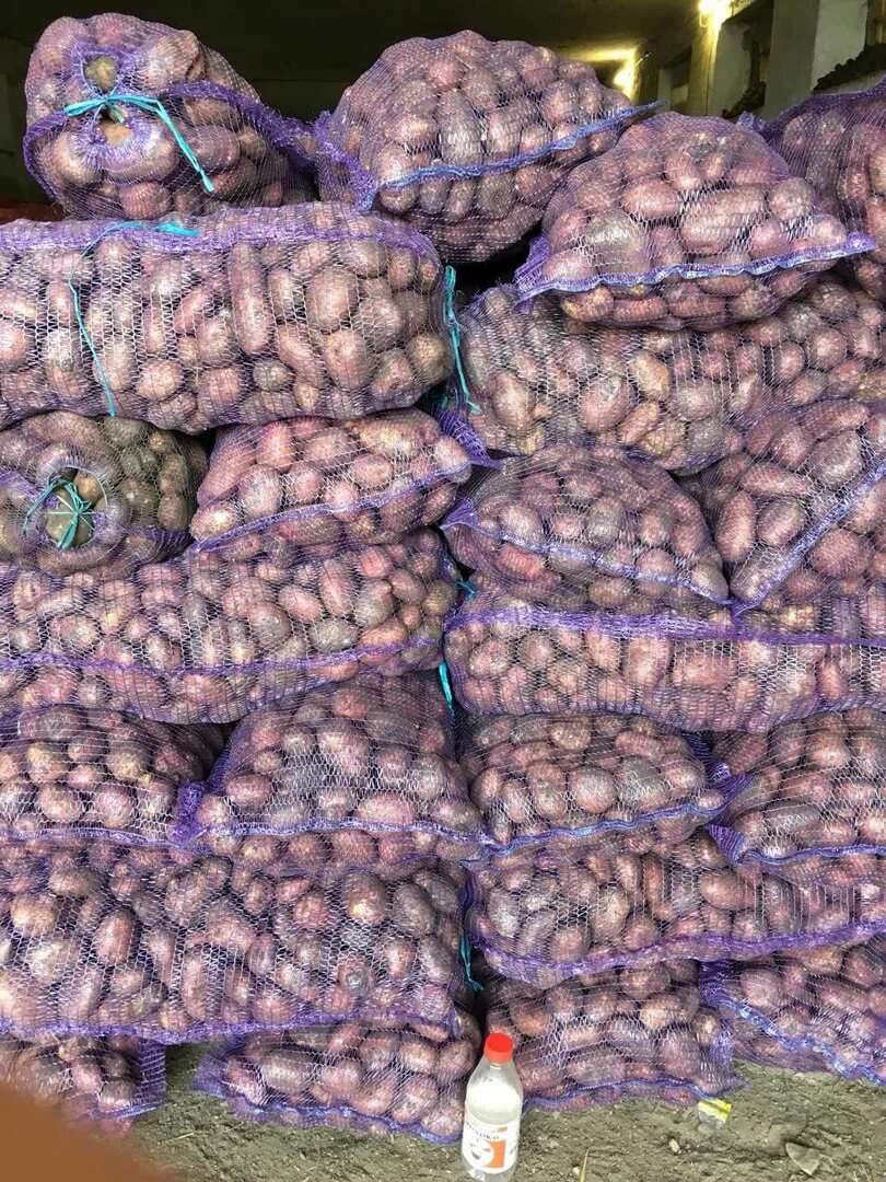 Картошка оптом. Семенной картофель гала. Картофель опт. Картофель гала. Гала семена картошки гала.