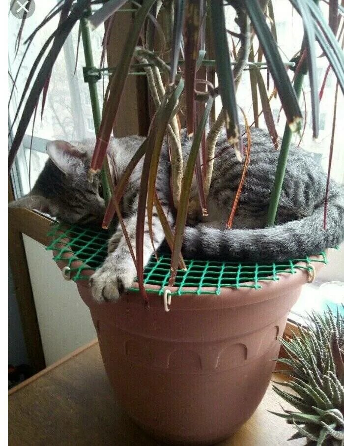 Как отучить кота. Сетка для цветов от кошек. сетка на цветочный горшок от кота. ограждения для домашних цветов от кошек. цветочные горшки от кошек.