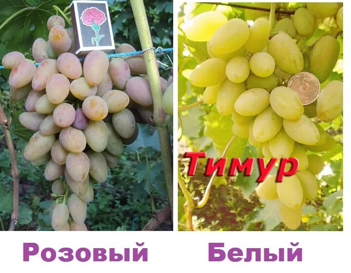 Винограда Тимур: описание сорта. фото и отзывы