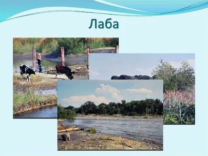 Лаба биология