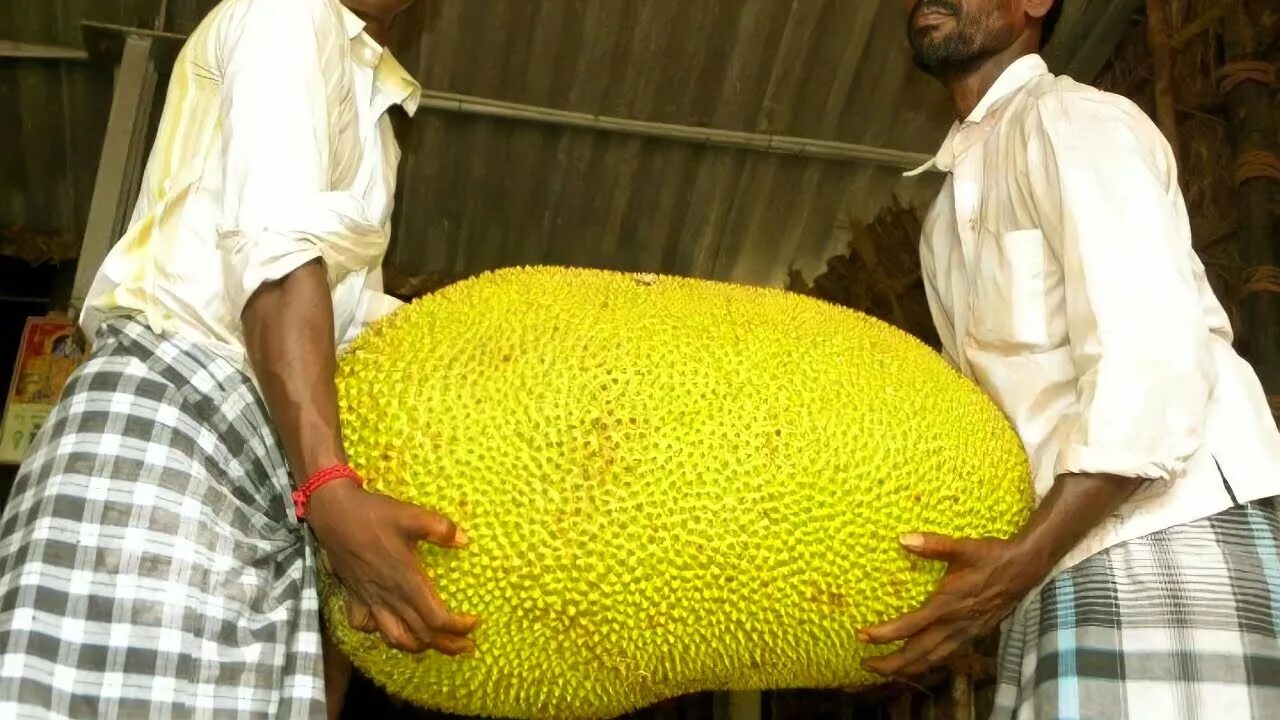 Фрукт джекфрут. Хлебное дерево джекфрут. Джекфрут гигант. Самый большой фрукт в мире джекфрут. Людей в мире растет а