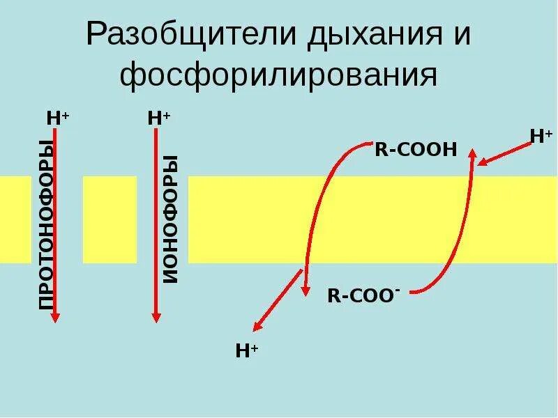 Ингибиторы и разобщители. Механизм разобщения дыхания и фосфорилирования. разобщители тканевого дыхания и окислительного фосфорилирования. разобщение окисления и фосфорилирования. разобщение процессов окисления и фосфорилирования.
