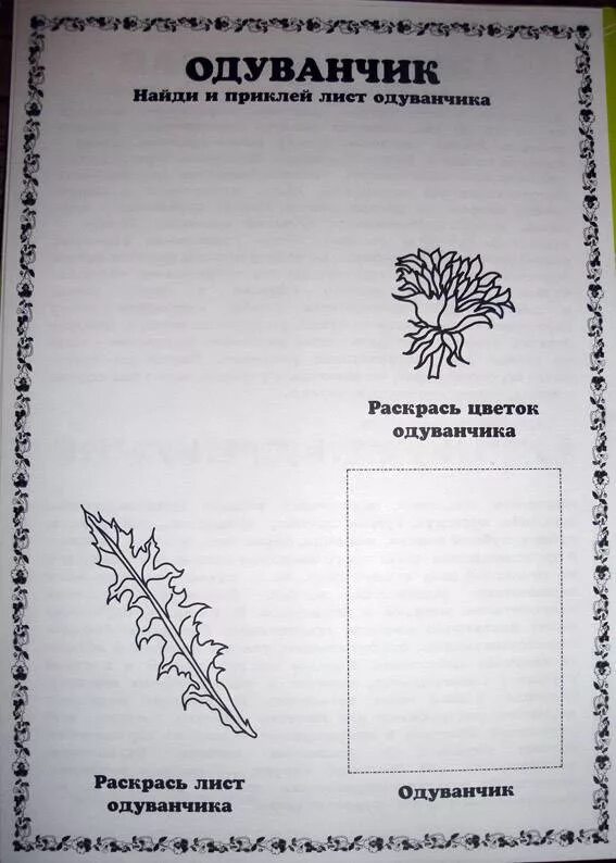Гербарий пржевальского 19 века. Гербарий титульный лист. Гербарий листья. Гербарий оформление. Гербарий обложка.