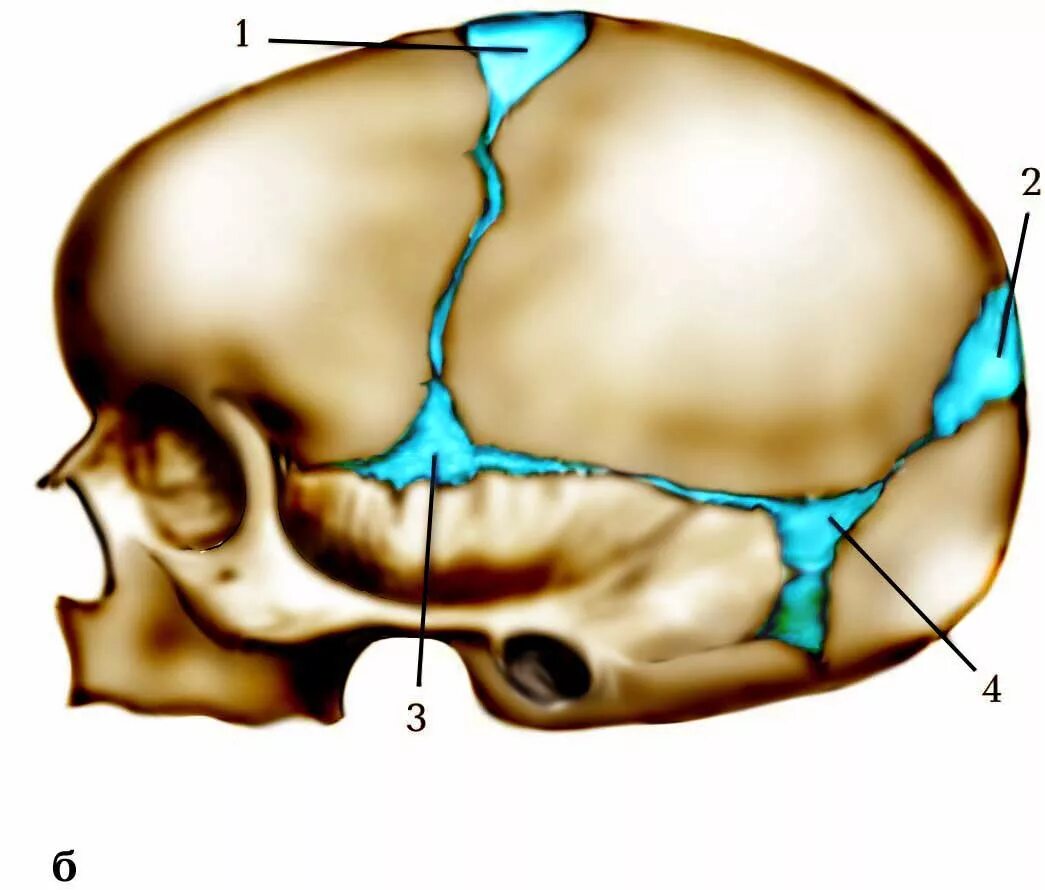 Большой родничок кости. Кости черепа новорожденного роднички. Роднички черепа анатомия. Роднички новорожденного анатомия черепа. Строение родничков черепа новорожденного.