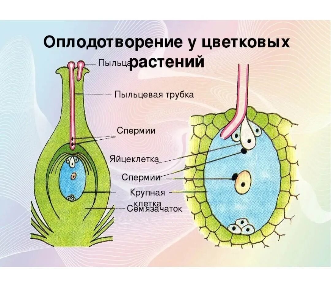 1 пыльца образуется в. Оплодотворение покрытосеменных растений схема. Размножение покрытосеменных растений схема. Схема полового размножения цветковых растений. Процесс оплодотворения у цветковых растений.