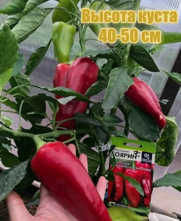 Семена алтая перец боярин