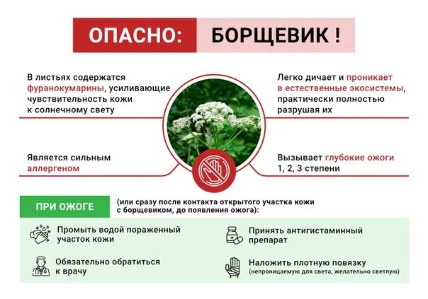 В какое время опасен борщевик. Памятка борщевик сосновского. осторожно борщевик памятка. борщевик сосновского опасность для человека.