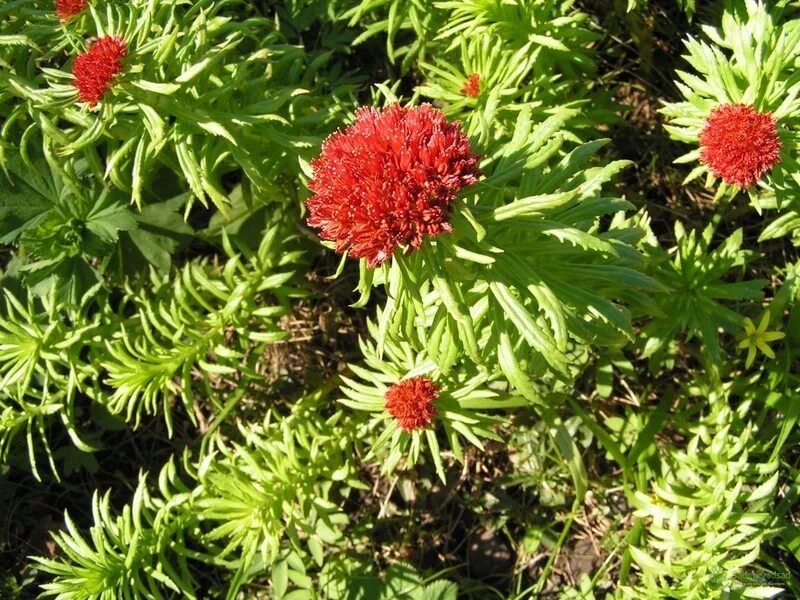 родиола розовая красная щетка. родиола четырехчленная красная щетка. родиола розовая растение и красная щетка. родиола четырёхраздельная (красная щетка). родиола красная щетка.