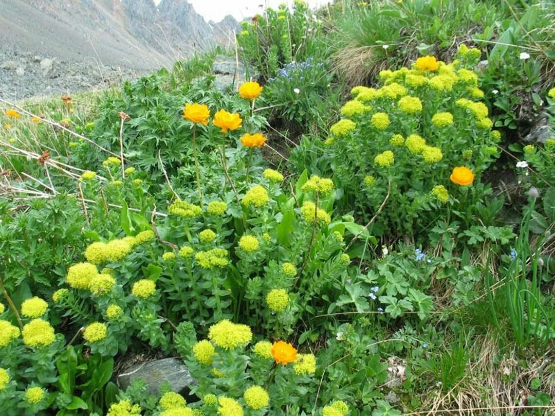 Золотой корень родиола розовая. Золотой корень родиола цветы Алтай. Золотой корень (родиола розовая, розовый корень). Алтай золотой корень (родиола розовая),.