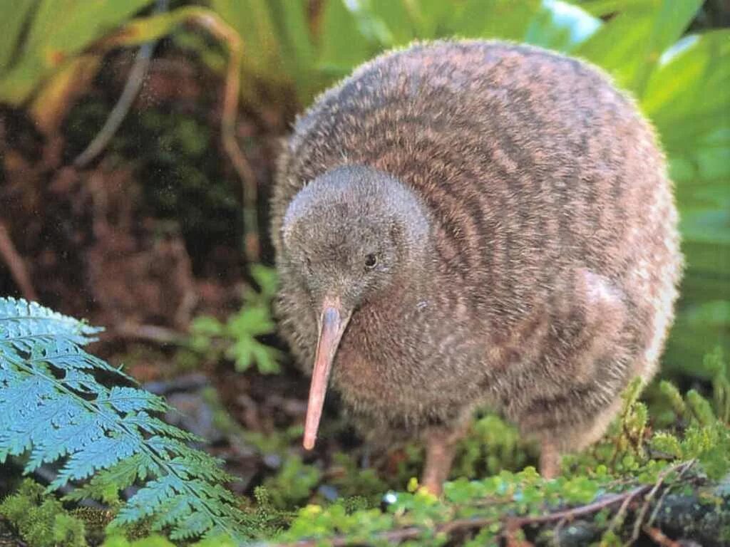 Киви парк. Киви птица. Птица киви символ новой Зеландии. Новозеландский киви. Бескрылая птица киви.