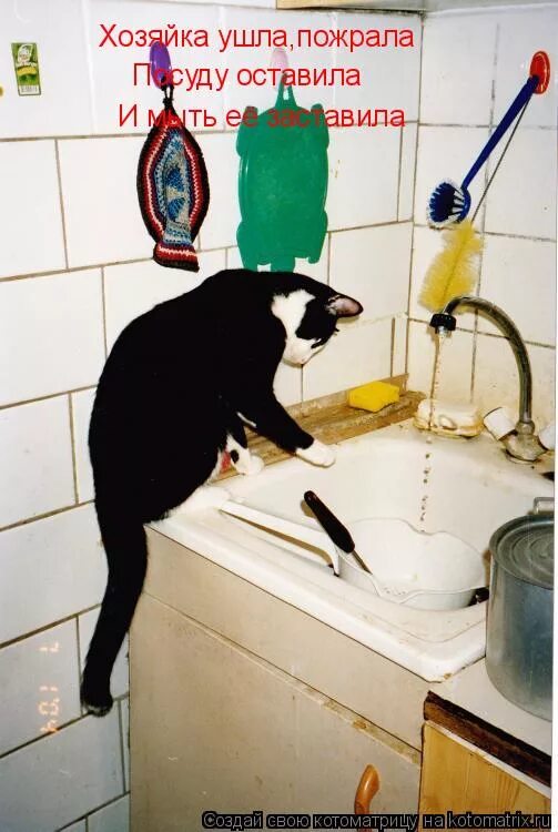 Кот убирается. Кот моющий посуду. Кот моет посуду. Котики и мытье посуды.