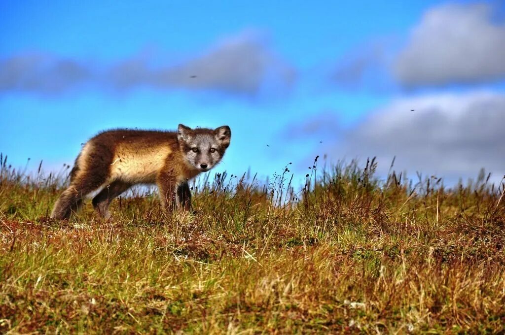 ямало-ненецкий автономный округ тундра. гыданский полуостров белый медведь. тундра ненцы янао. ямал ненцы олени тундра. ямало-ненецкий автономный округ оленеводство.